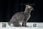 Cute Cat6