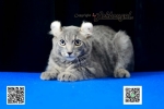 Cute Cat6