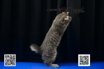 Cute Cat6