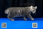 Cute Cat3