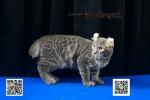 Cute Cat3