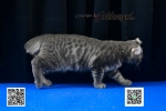 Cute Cat5