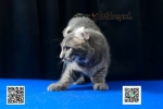 Cute Cat5