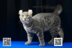Cute Cat5