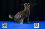 Cute Cat5