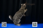 Cute Cat4