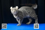 Cute Cat4