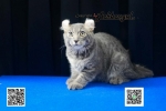 Cute Cat4