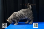 Cute Cat4