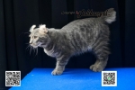 Cute Cat3