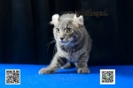 Cute Cat3