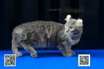 Cute Cat4