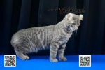 Cute Cat3
