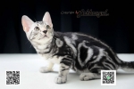 Cute Cat3