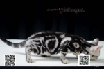 Cute Cat2