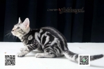 Cute Cat3