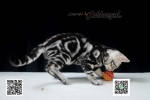 Cute Cat2