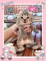 Cute Cat2