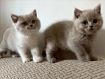 Cute Cat6