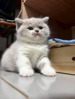 Cute Cat2