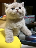 Cute Cat5