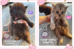 Cute Cat2