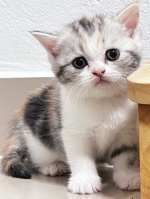 Cute Cat2
