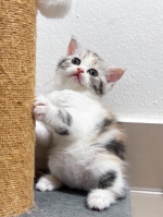 Cute Cat2