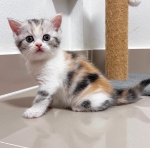 Cute Cat2