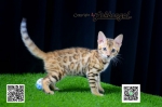 Cute Cat6