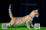 Cute Cat5