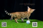 Cute Cat3