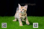 Cute Cat3