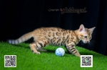 Cute Cat5