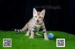 Cute Cat3