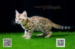 Cute Cat7