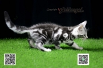 Cute Cat2