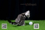 Cute Cat6