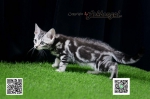 Cute Cat2