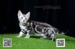 Cute Cat3
