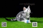 Cute Cat2