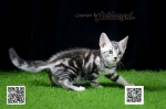 Cute Cat6