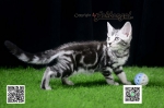 Cute Cat2