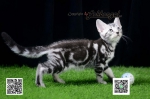Cute Cat4