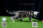 Cute Cat2