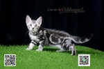 Cute Cat3