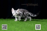 Cute Cat5