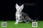Cute Cat3