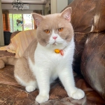 Cute Cat2