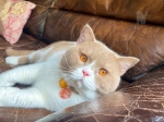 Cute Cat2